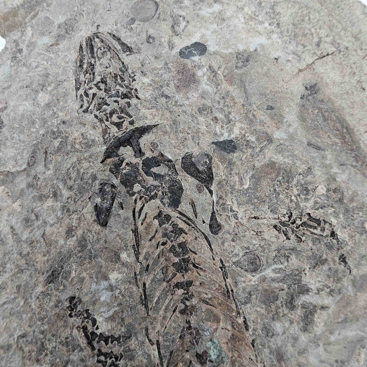Barasaurus Besairiei fossil specimen from Ranohira, Madagascar, Lower Sakamena Formation, Lopingian.
