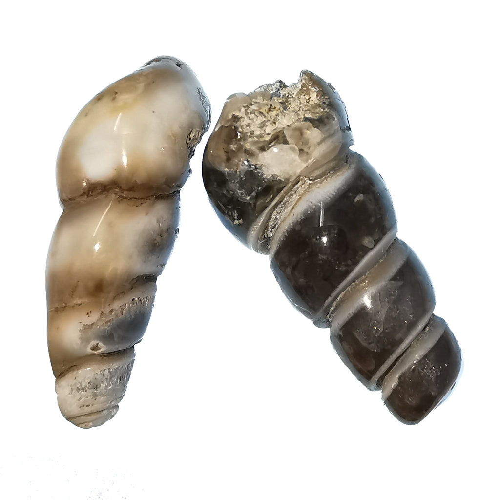 Agatized Elimia Shell fossil from Wyoming, USA, Green River Formation, Eocene.