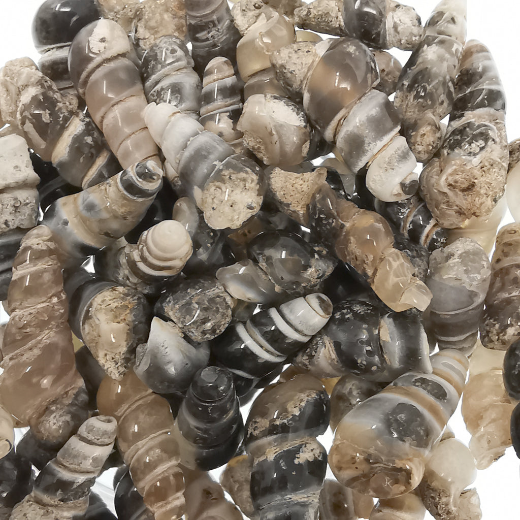Agatized Elimia Shell fossil from Wyoming, USA, Green River Formation, Eocene.