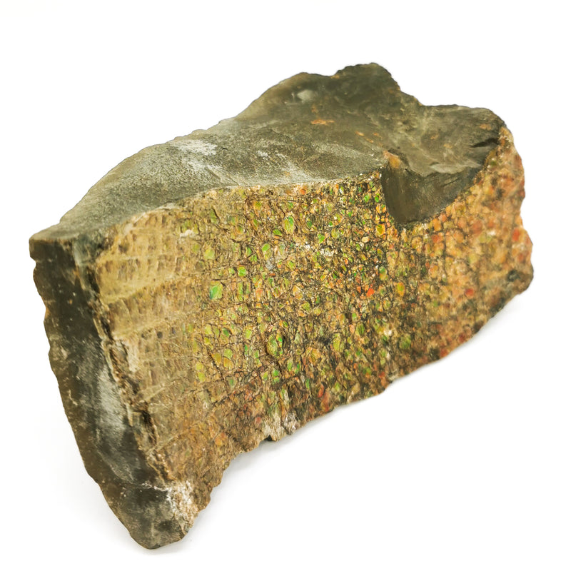 Ammolite - Fossil Specimen