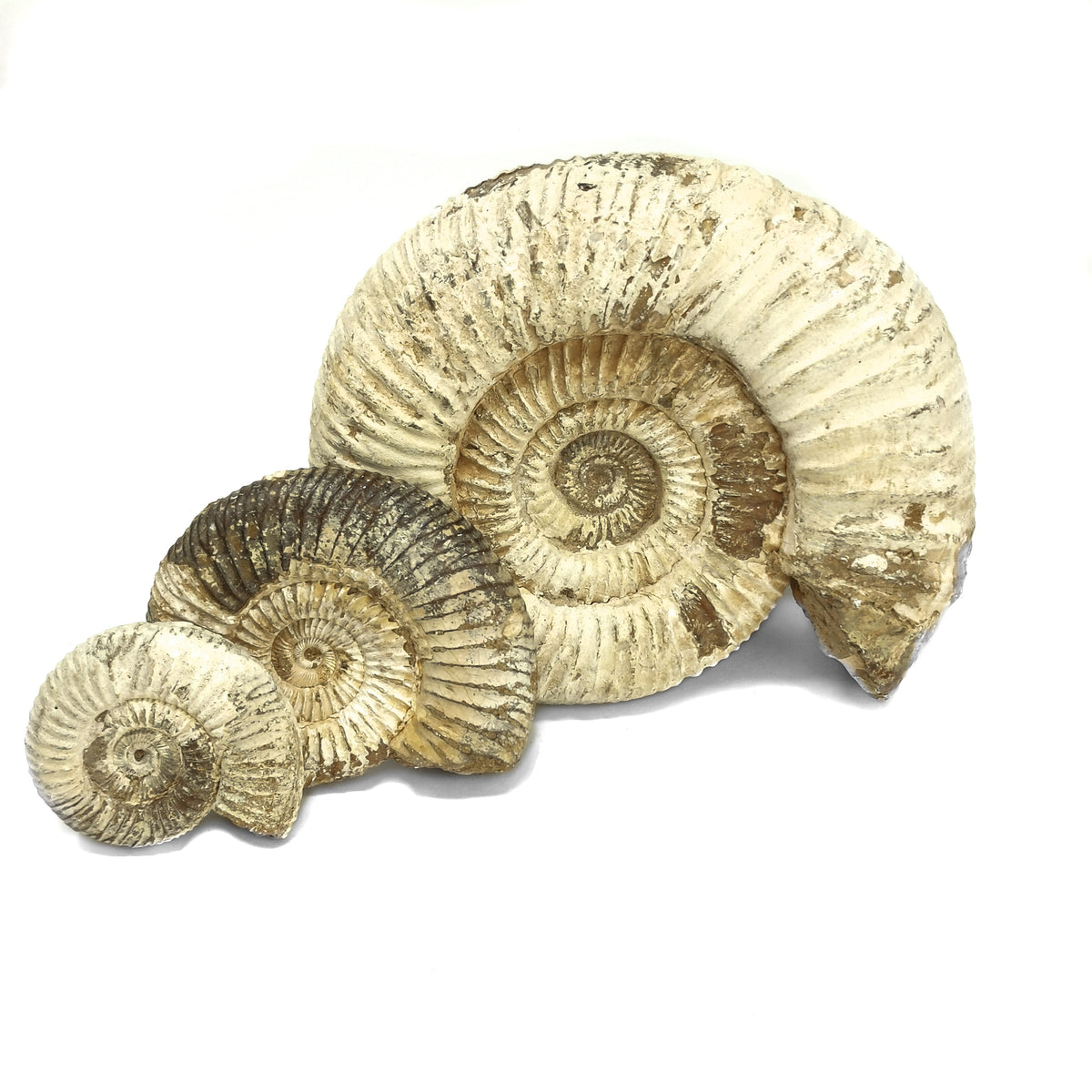 Perisphinctes Ammonite fossil from Madagascar.