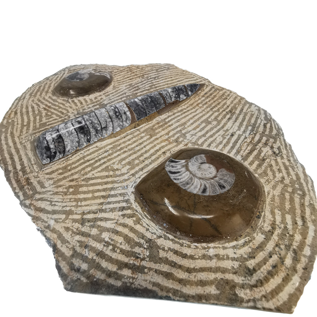 Ammonite and Orthoceras Combination Plaque fossil from Morocco.