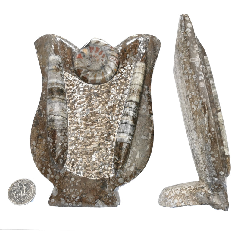 Ammonite & Orthoceras - Fossil