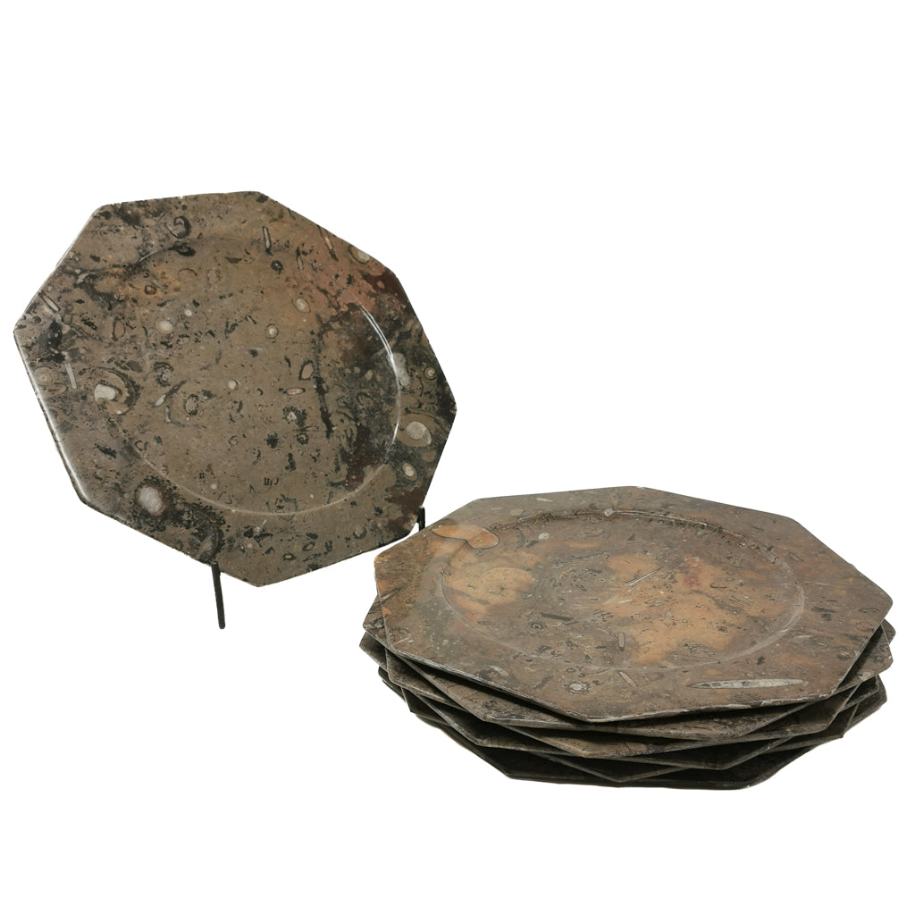 Ammonite & Orthoceras octagon dish fossil from Morocco.