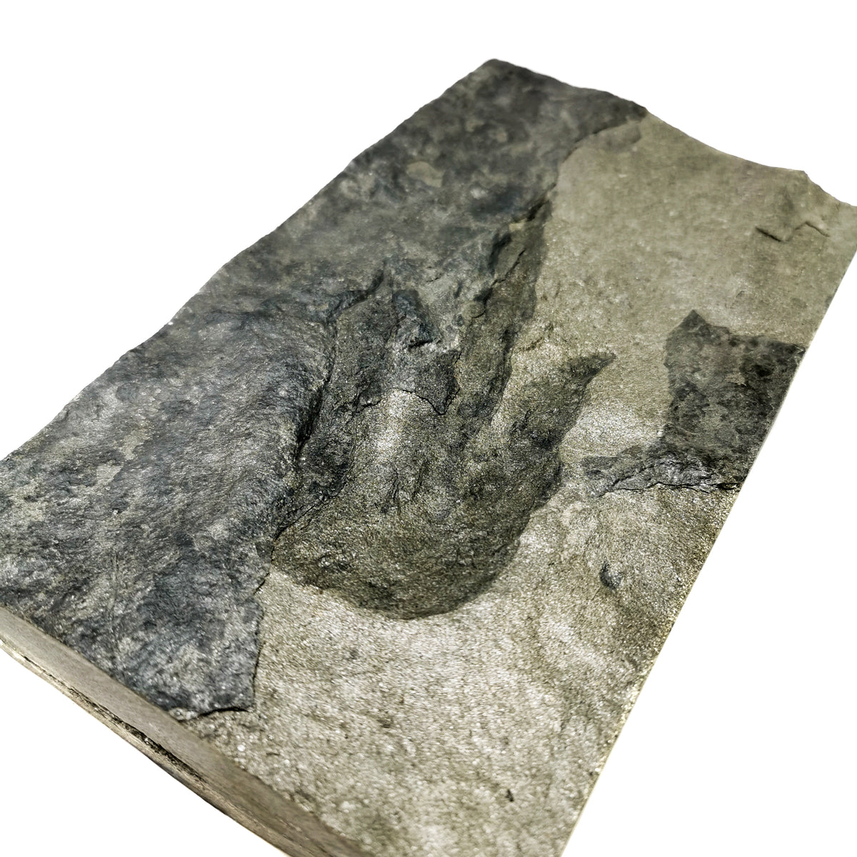 Anchisauripus dinosaur footprint pair fossil specimen from Middletown, Connecticut, USA, Portland Formation, Early Jurassic.