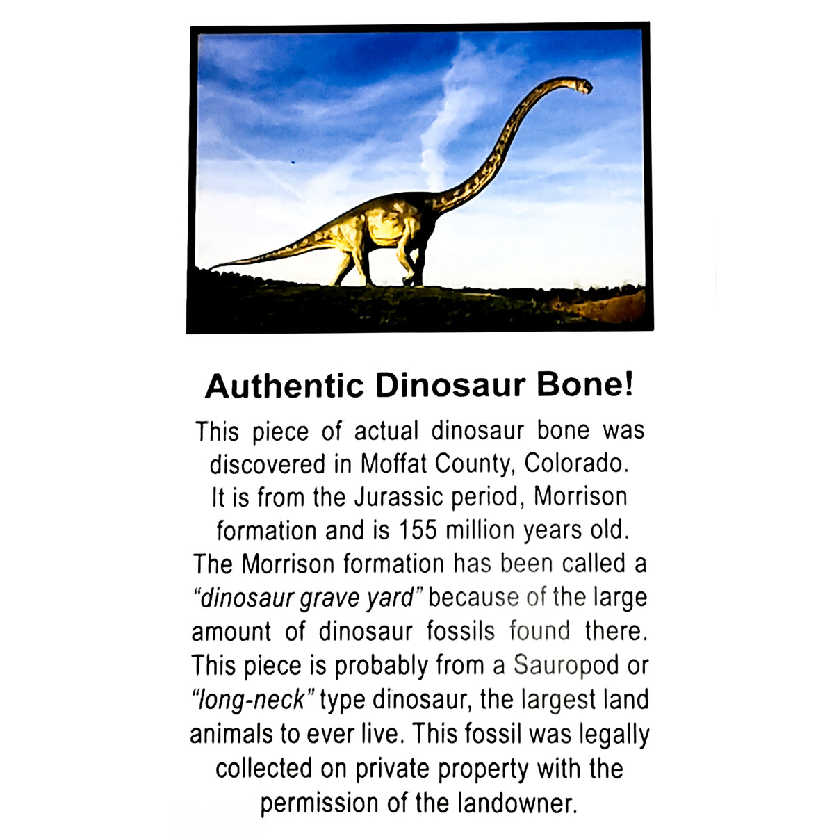 Dinosaur Bone fossil from Moffat County, Colorado, USA.