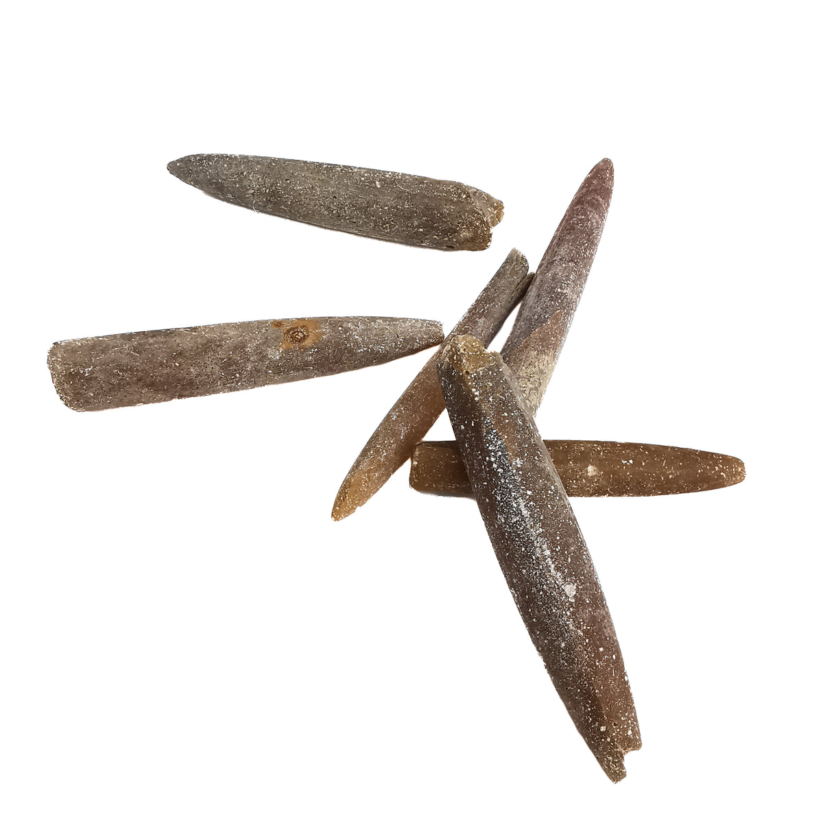 Belemnite - Fossil