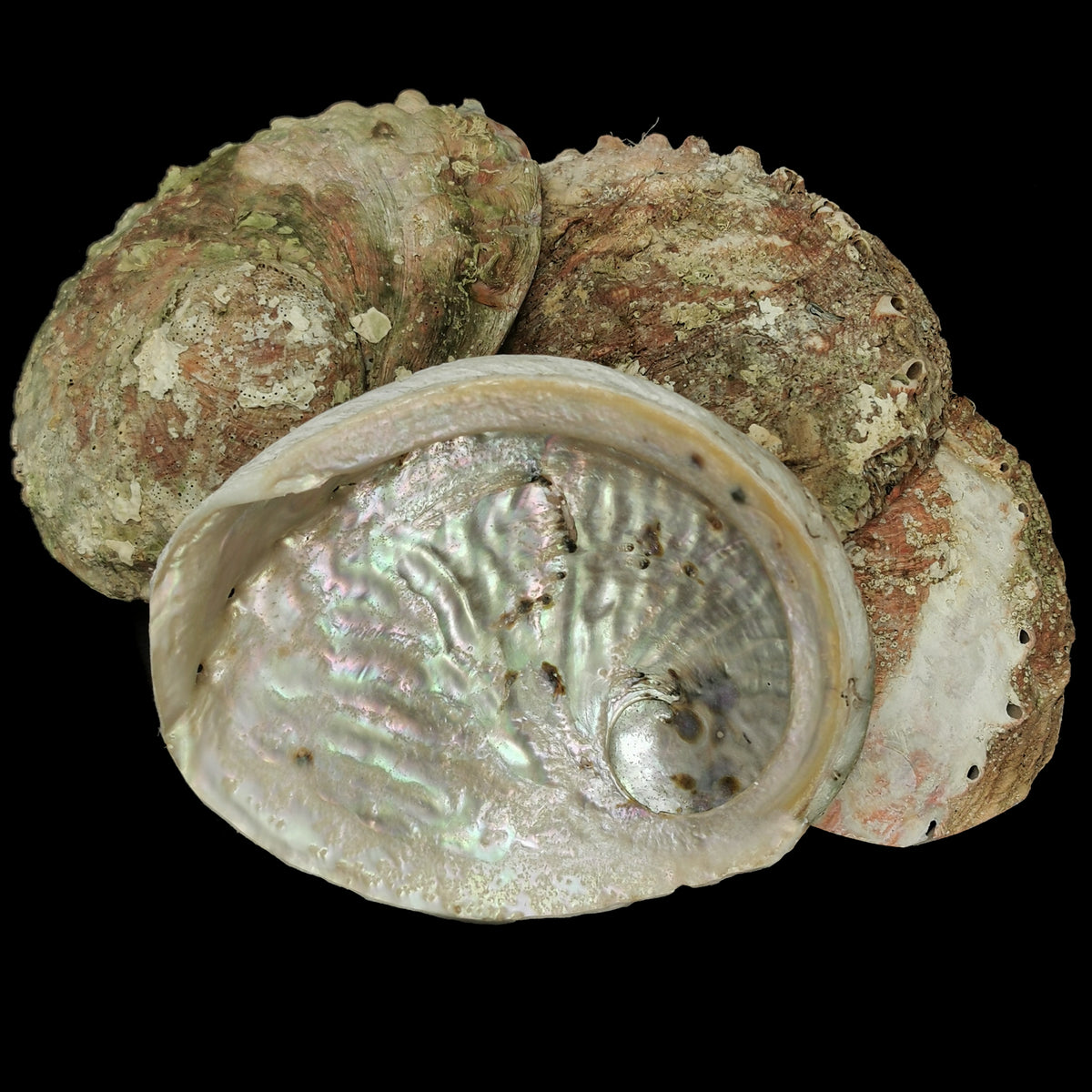 Black Lip Abalone shell.
