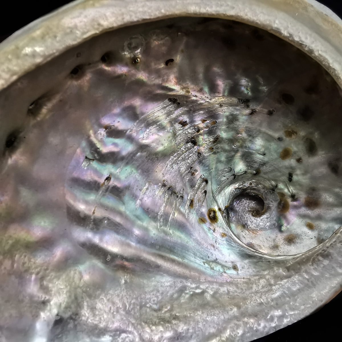 Black Lip Abalone shell.
