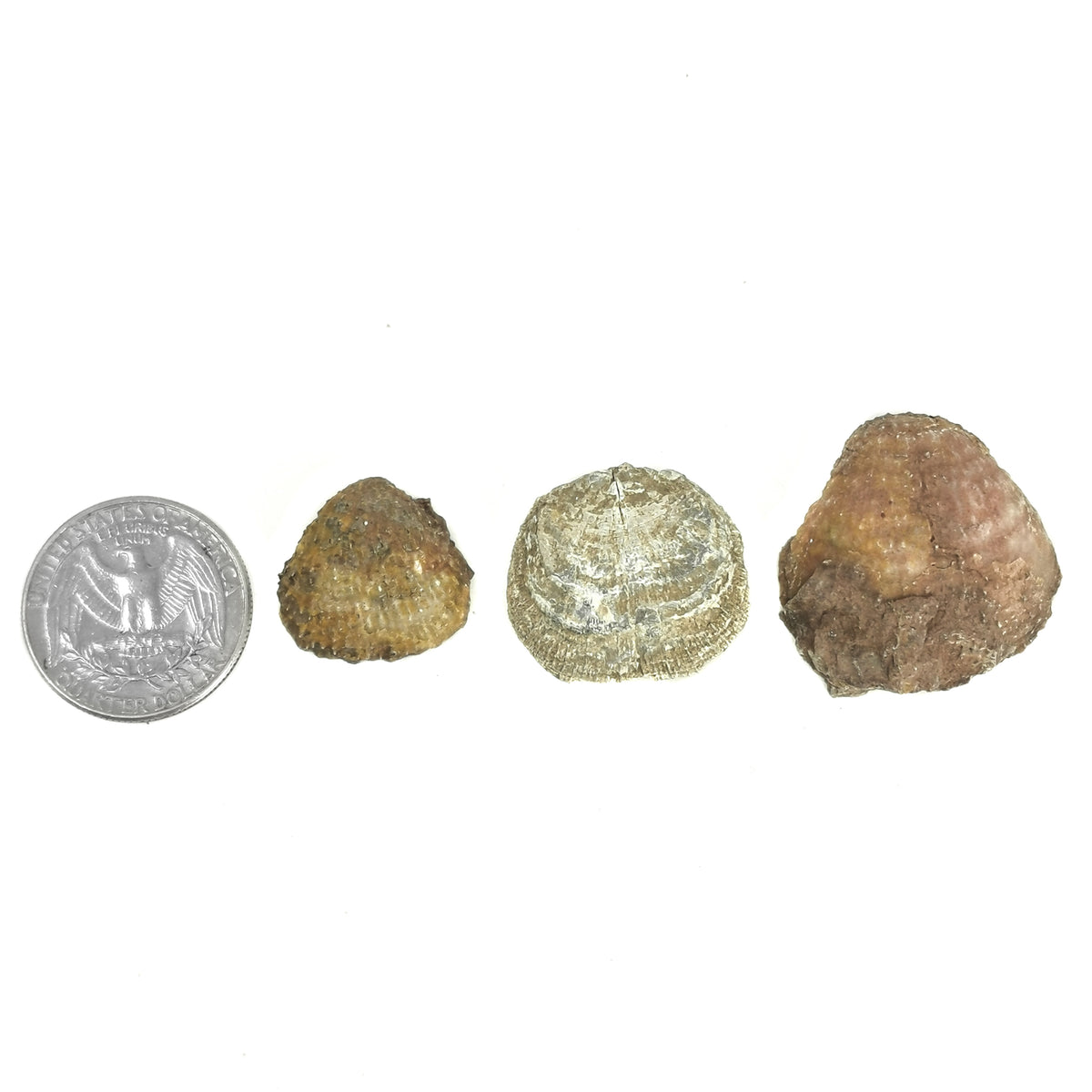 Brachiopod fossil from Illinois – row beside a coin