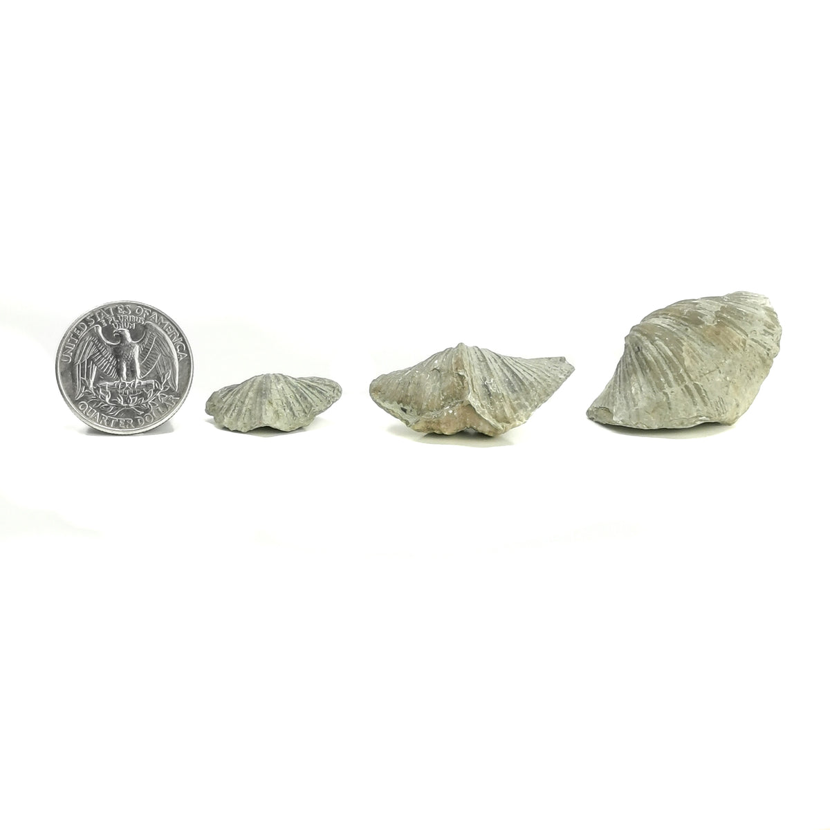 Brachiopod ribbed full fossil from LaSalle County, Illinois, USA.