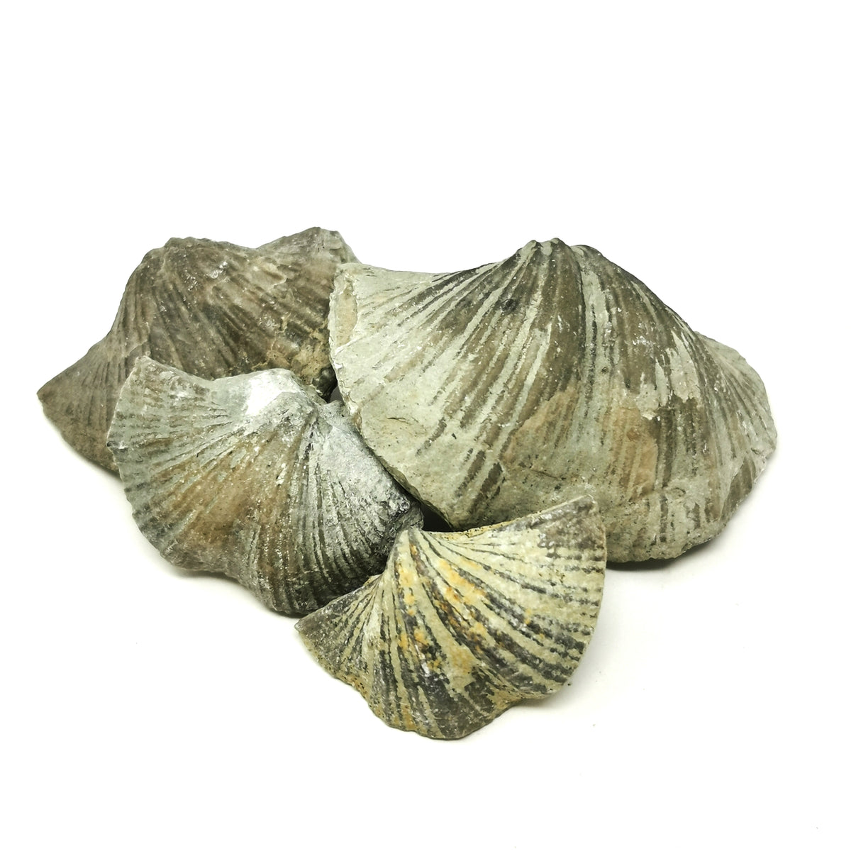 Brachiopod ribbed full fossil from LaSalle County, Illinois, USA.