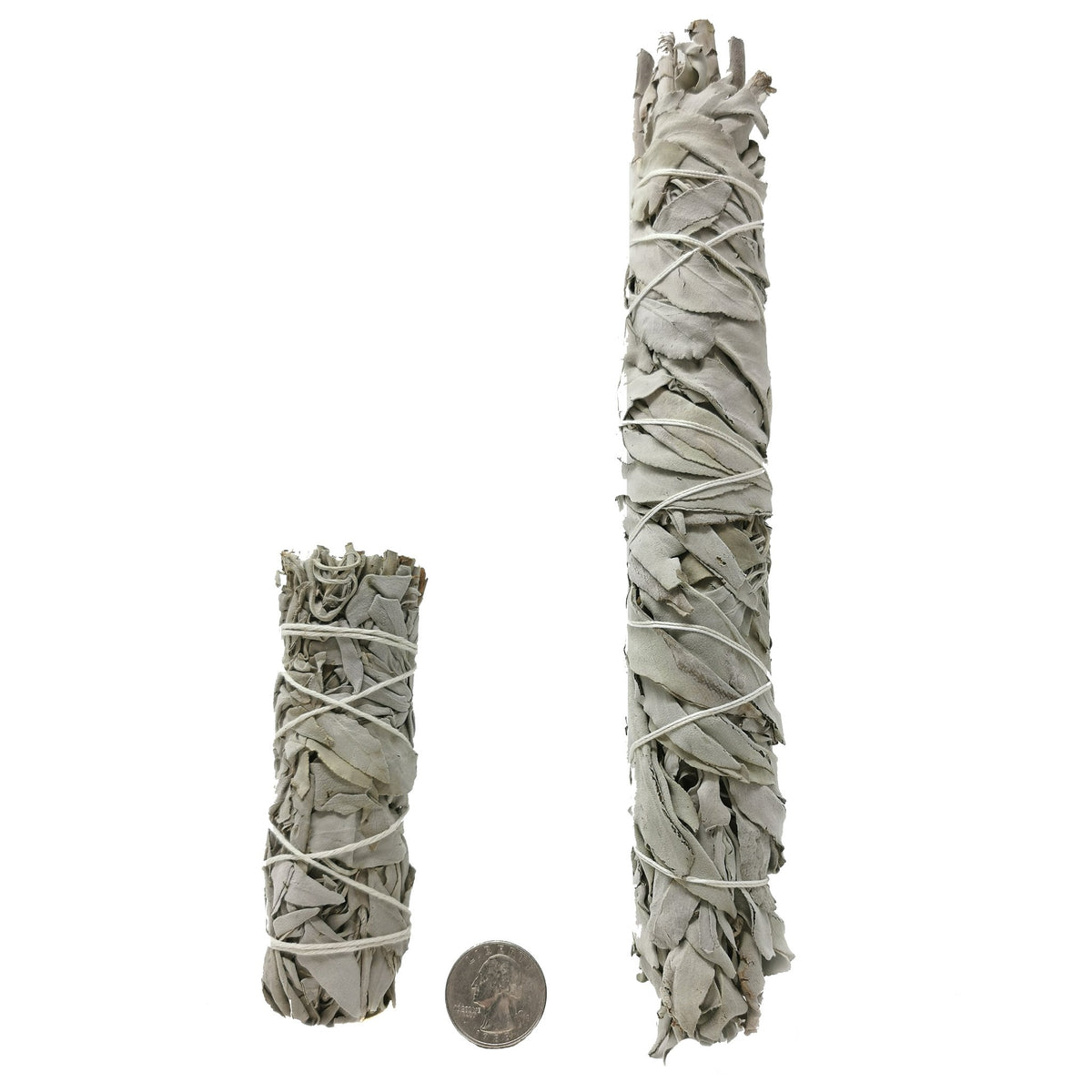 White sage smudge stick from California – small and large beside a coin
