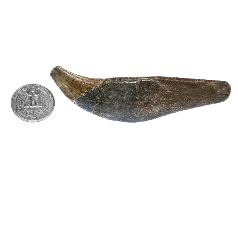Cave Bear Tooth - Fossil