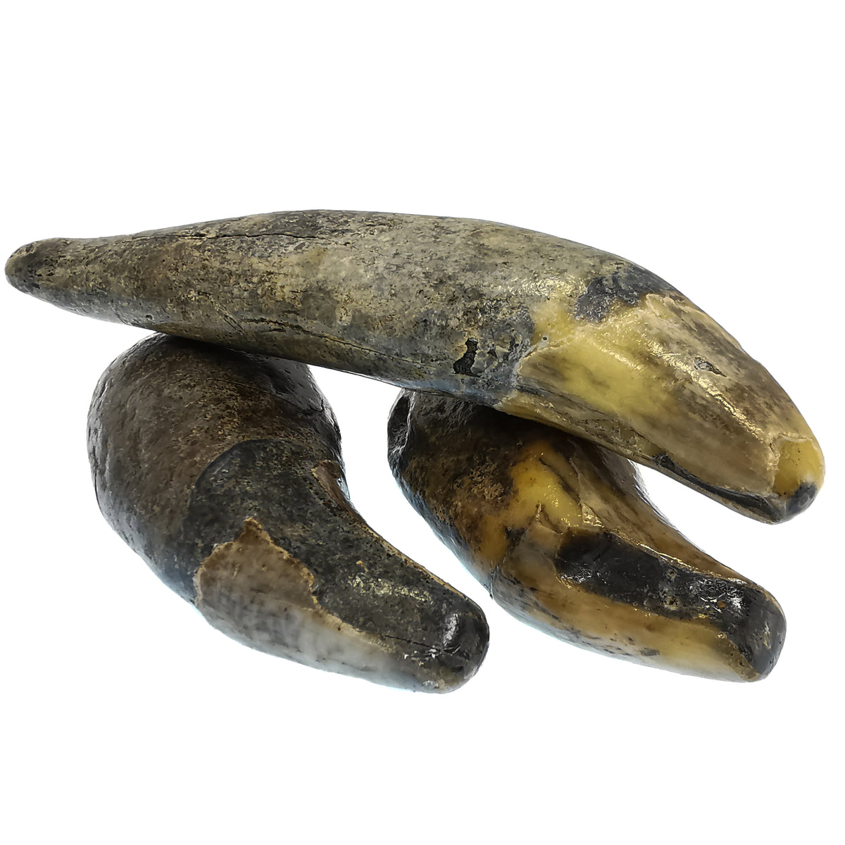 Cave Bear Fang fossil from Krakow, Poland.
