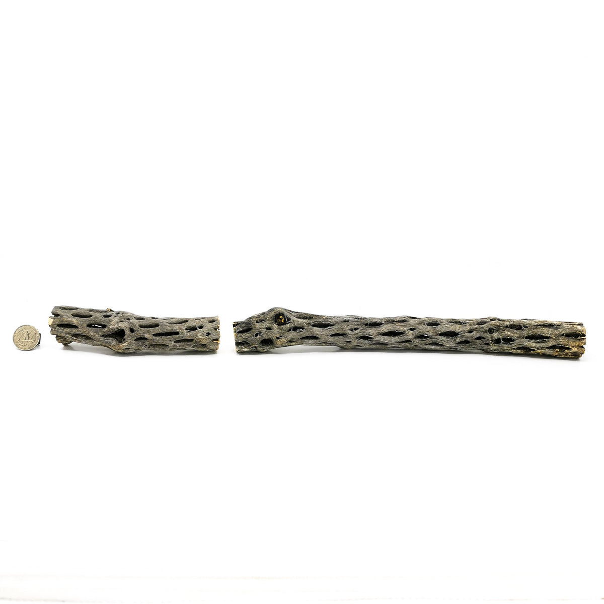 Cholla Wood (Cactus) handle.