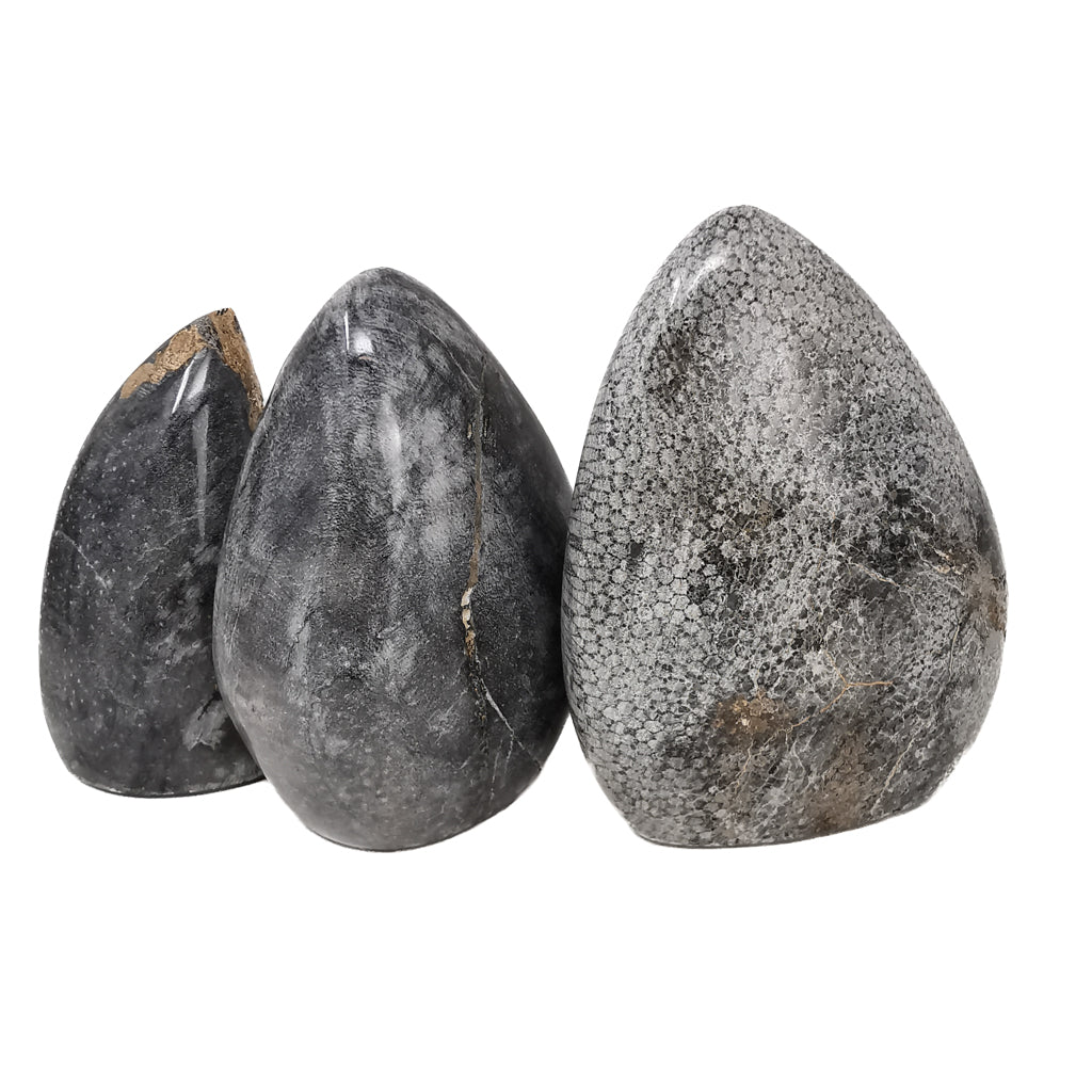 Coral Cut Base fossil from Assa-Zag, Guelmim-Oued Noun, Morocco.