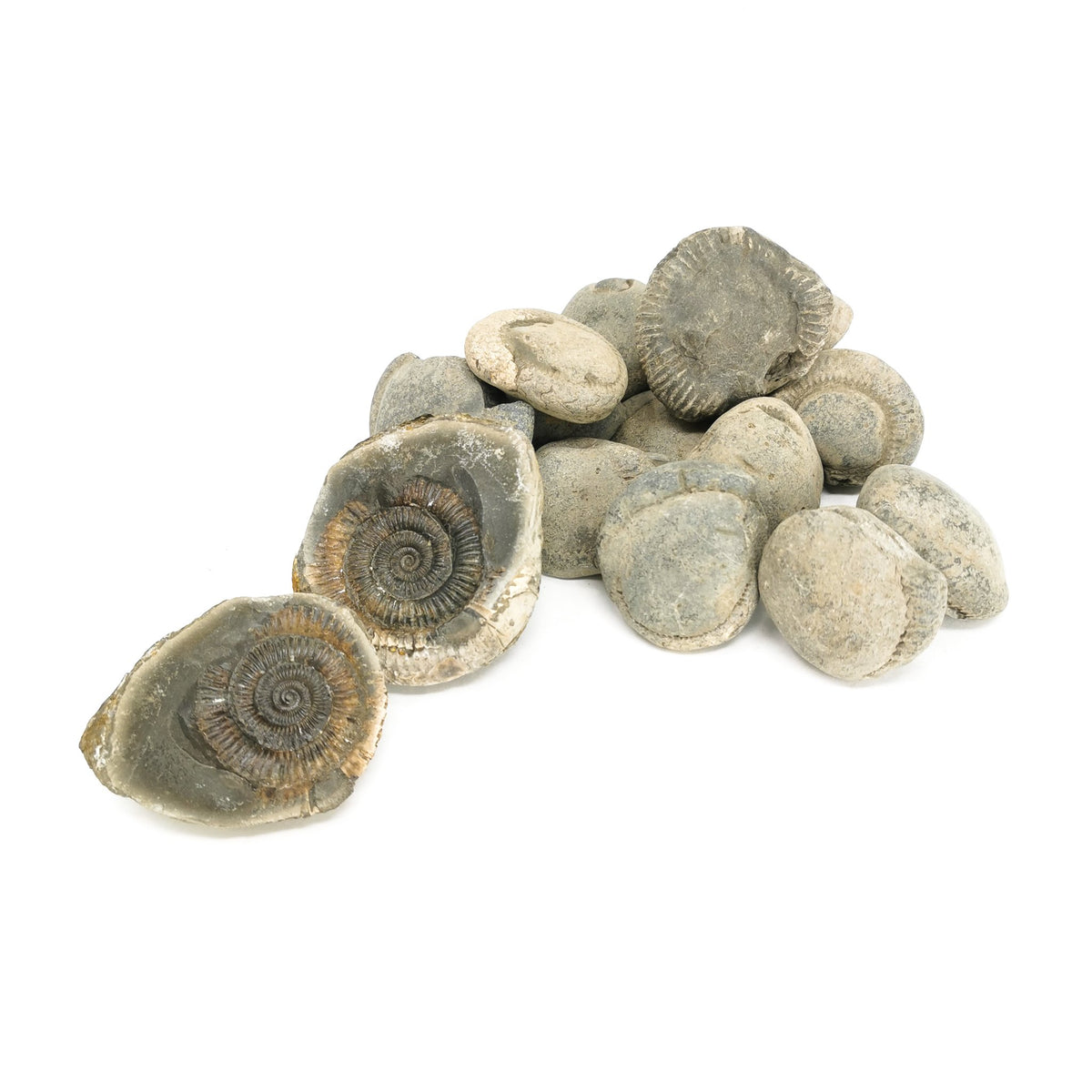 Break Your Own Ammonite fossil from Yorkshire, England.