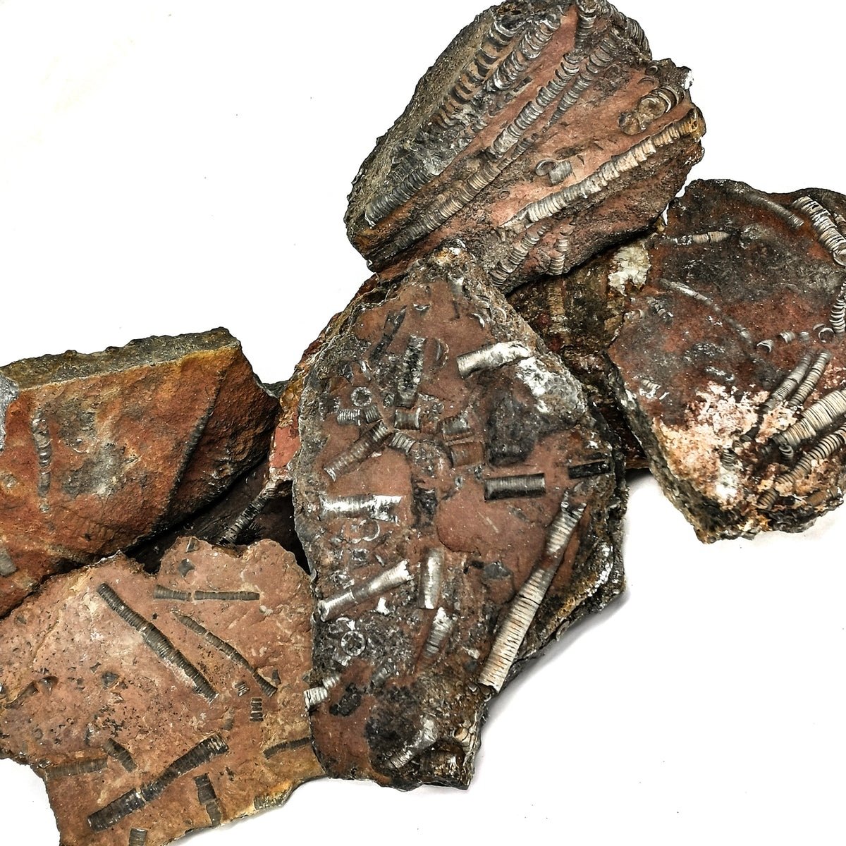 Crinoid Plaque B-grade fossil from Boutschrafin, Erfoud, Morocco, Scyphocrinites Limestone, Přídolí–Lochkovian.