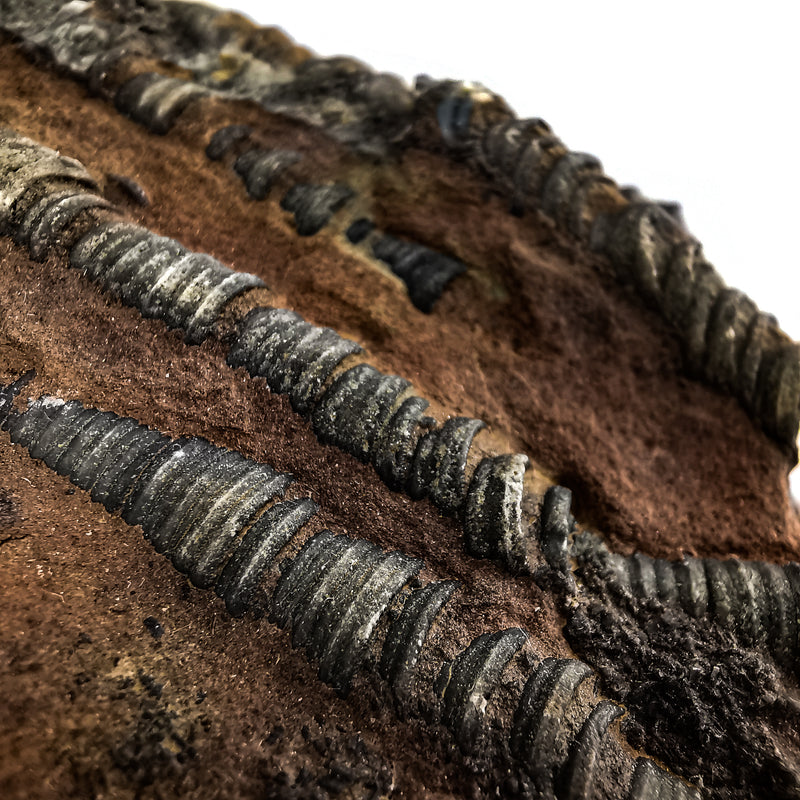 Crinoid Plaque - B Grade - Fossil