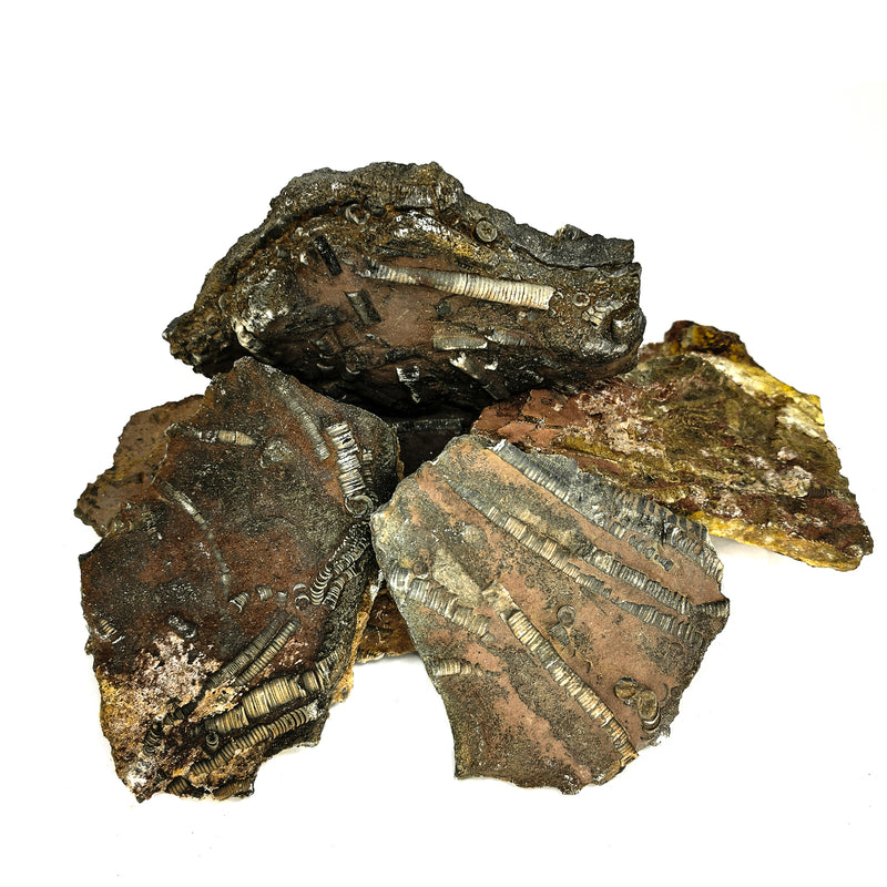 Crinoid Plaque - B Grade - Fossil