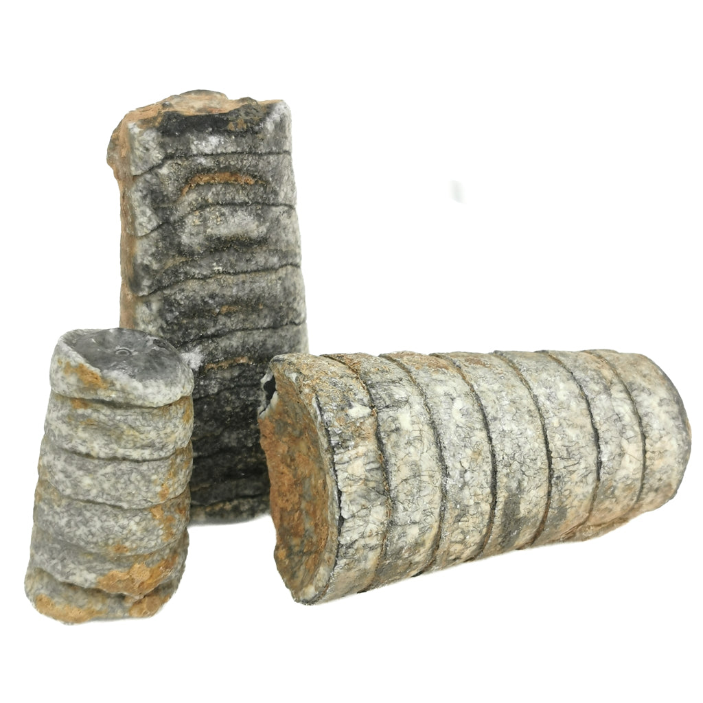 Crinoid Stem fossil from Morocco.