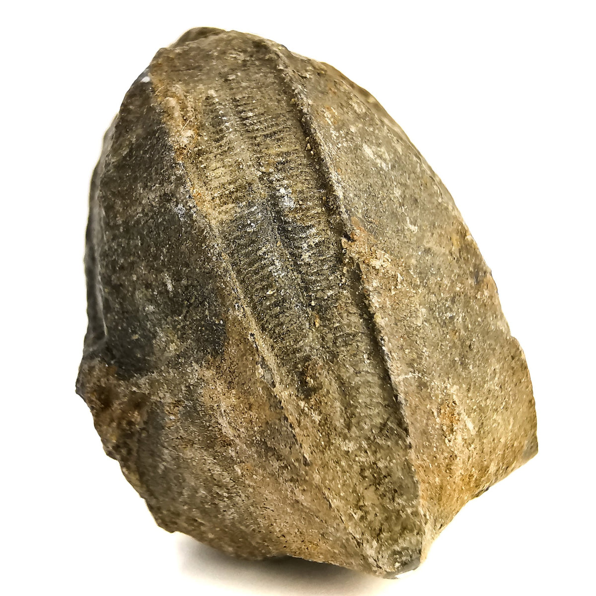 Echinodermata fossil from Muskogee County, Oklahoma, USA, Bloyd Formation, Morrowan.