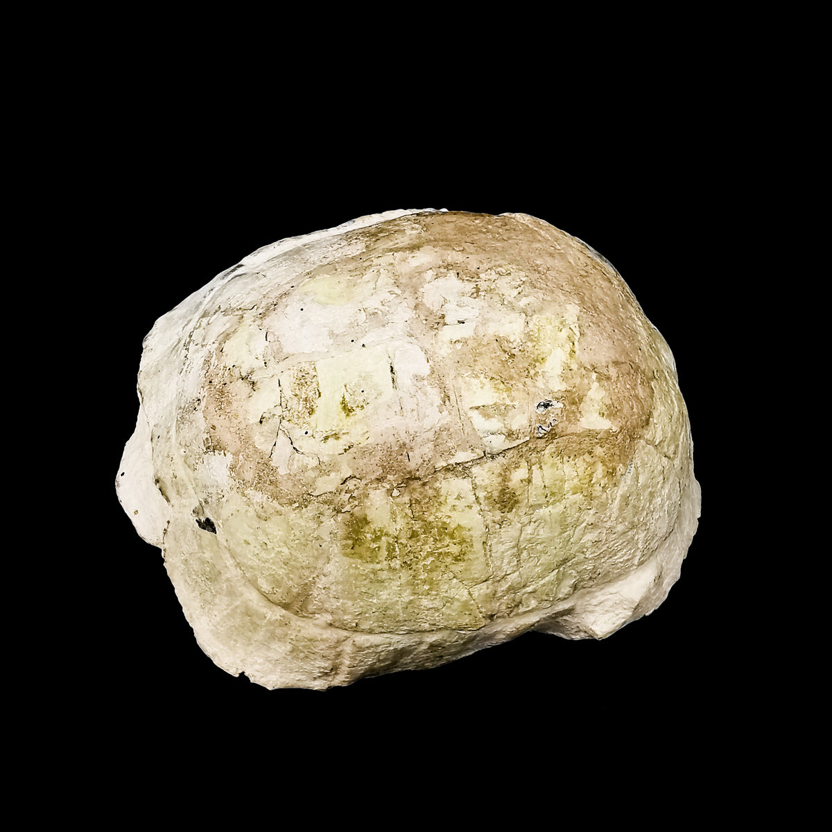 Tortoise fossil specimen from White River Group, Nebraska, USA.