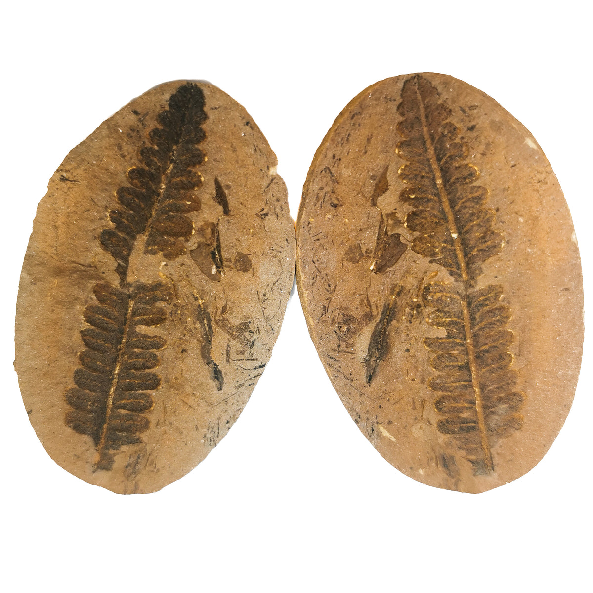Fern Nodule (Pair) fossil from Mazon Creek, Coal City, Grundy County, Illinois, USA, Carbondale Formation, Desmoinesian.