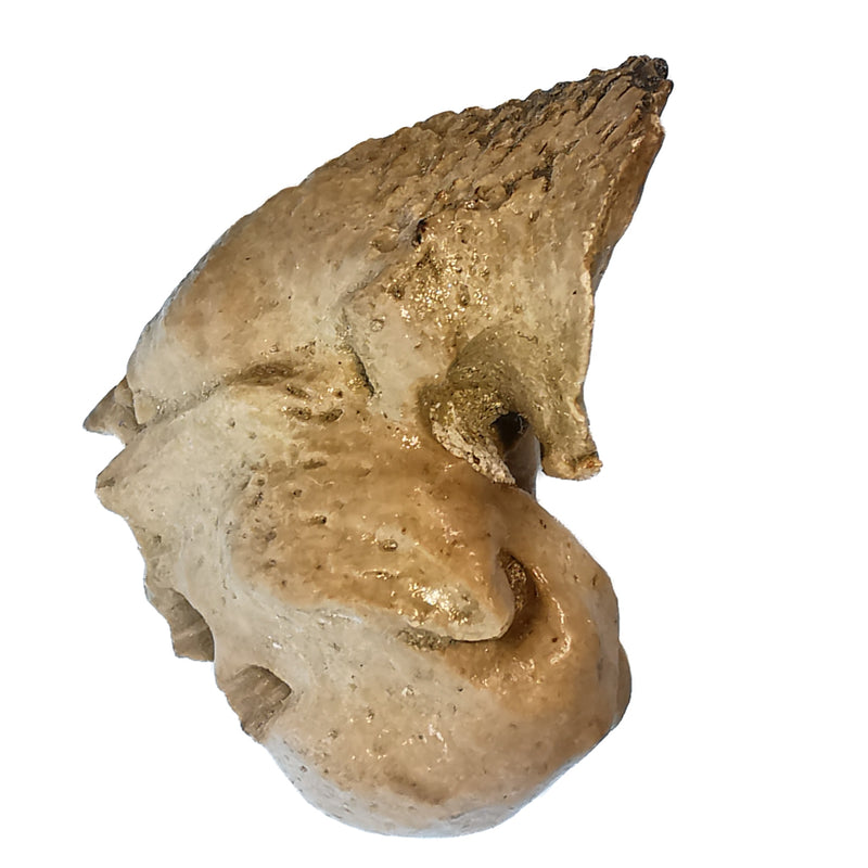 Fish Ear Bone - Fossil