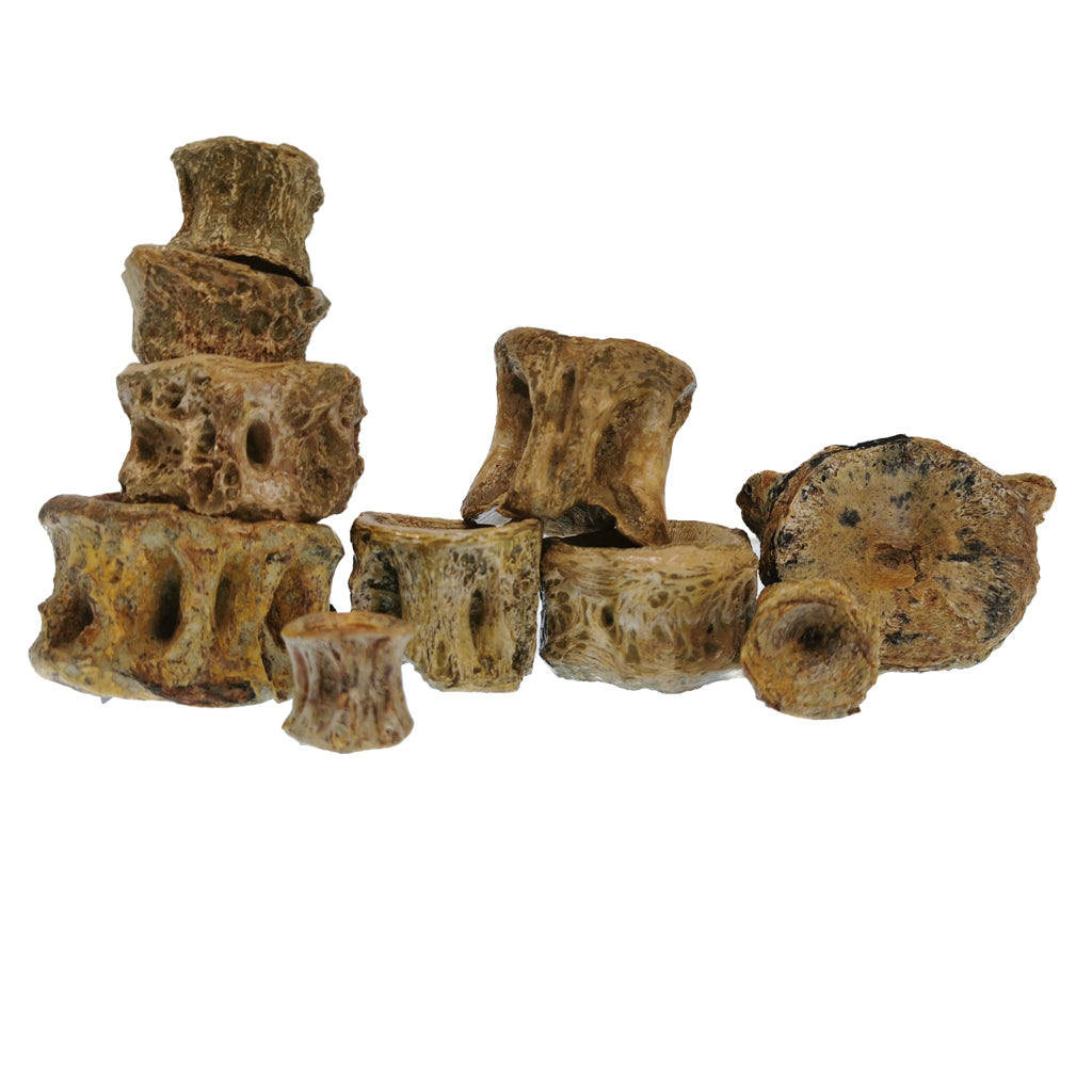 Shark Vertebrae fossil.