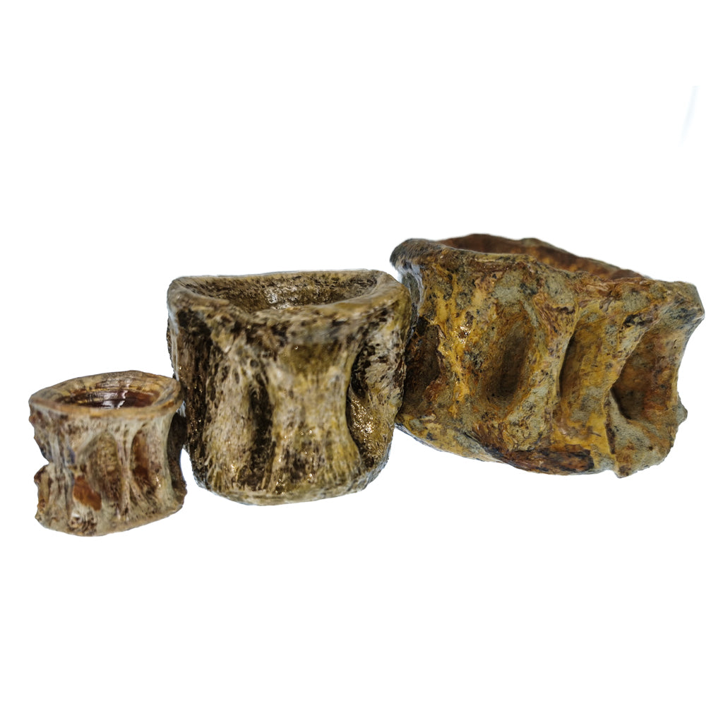 Shark Vertebrae fossil.