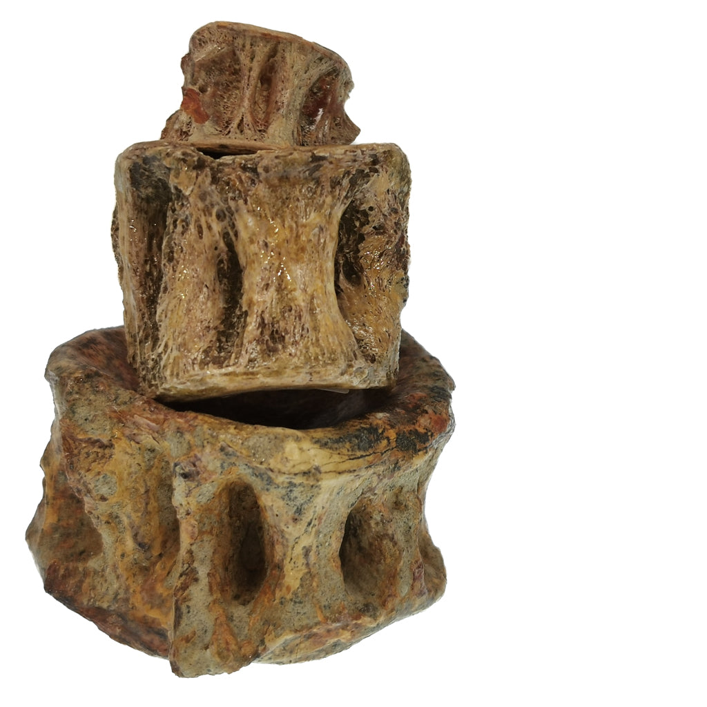 Shark Vertebrae fossil.