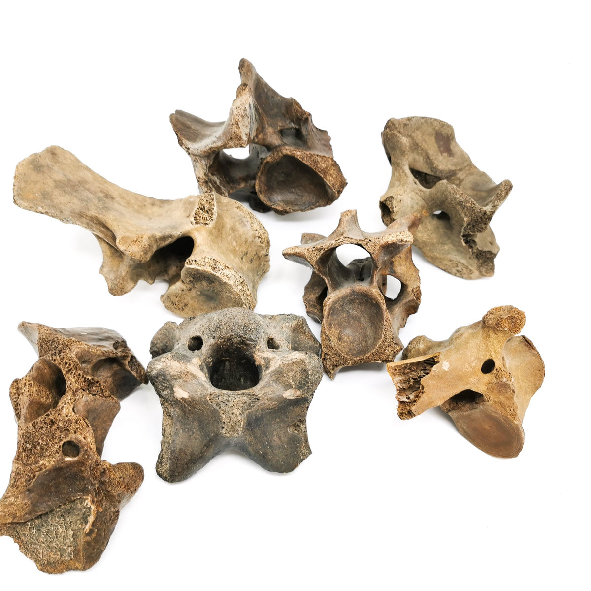 Bison Partial Vertebrae fossil from Kentucky, USA.