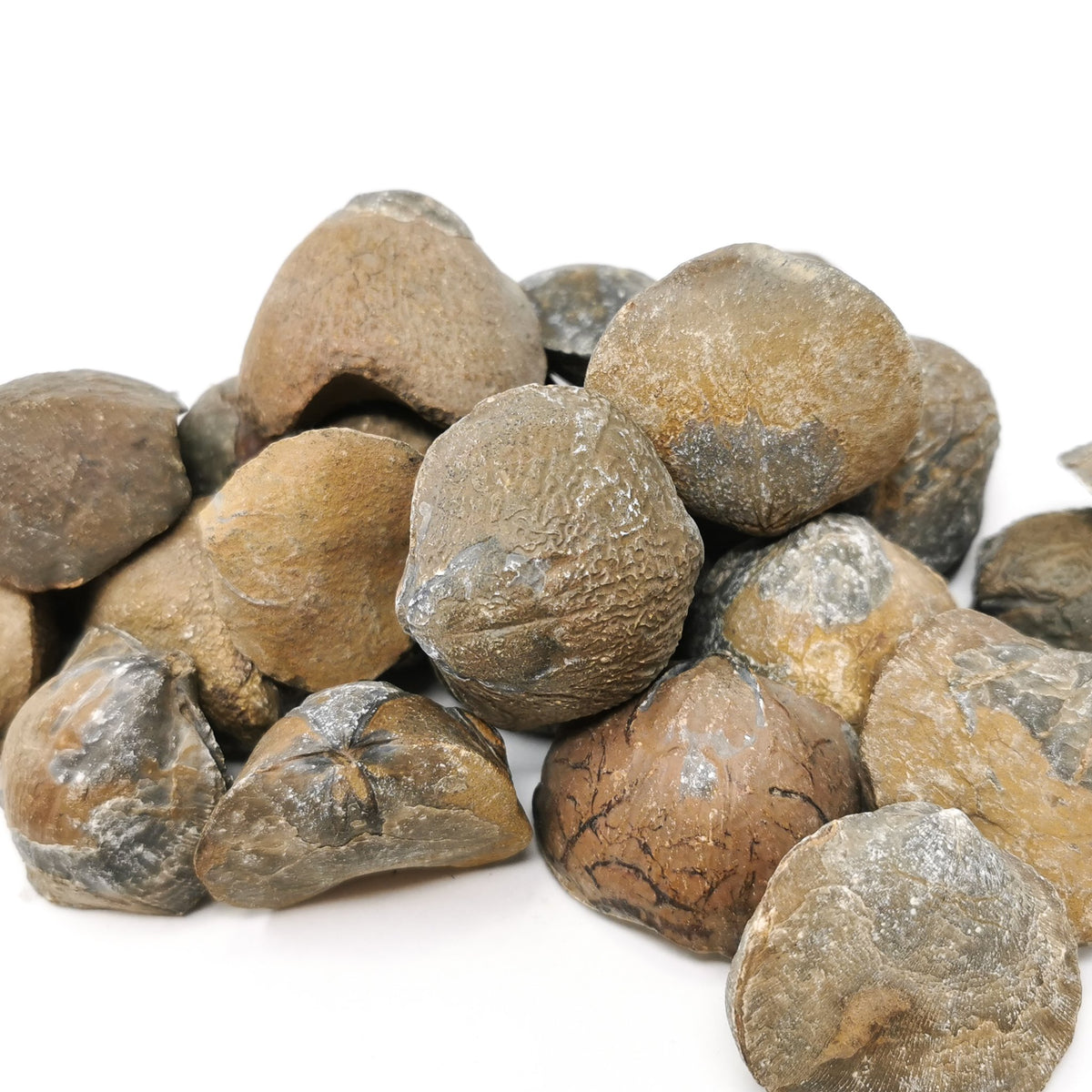 Large Brachiopod fossil from Hamar Laghdad, Morocco.