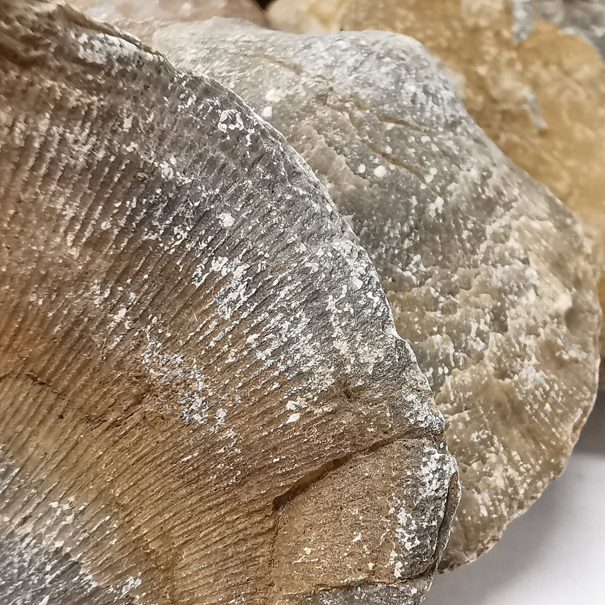Large Brachiopod fossil from Hamar Laghdad, Morocco.
