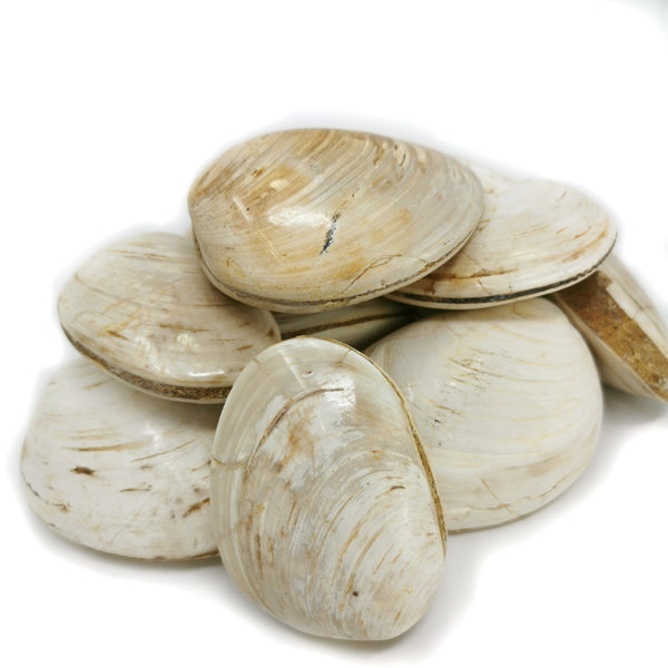 Clam - Fossil