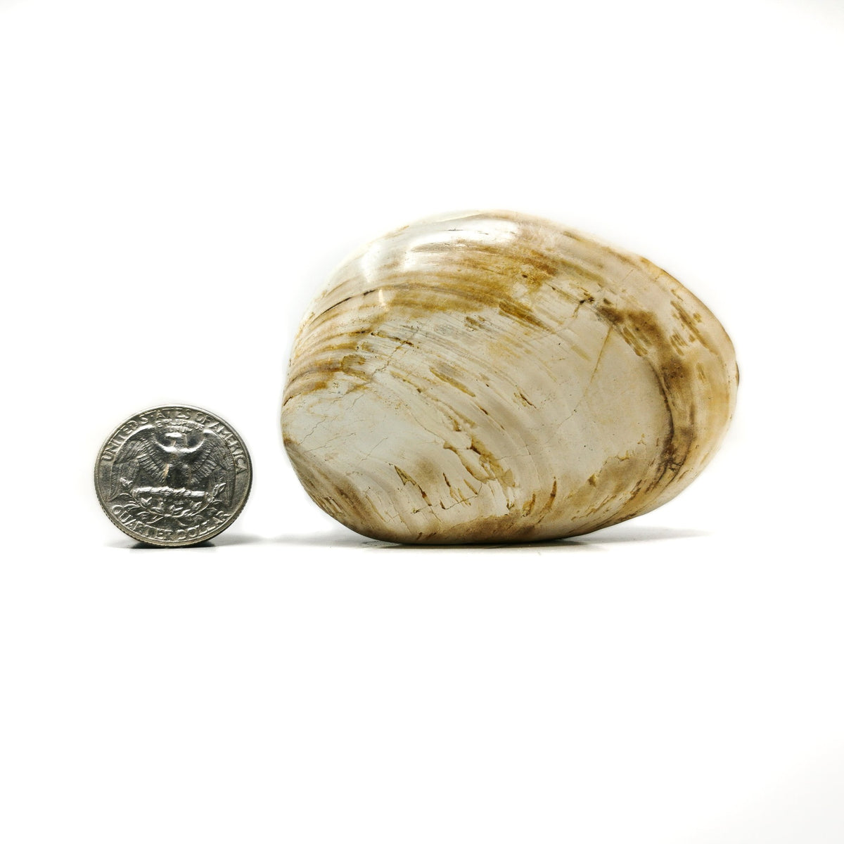 Clam fossil from Madagascar.