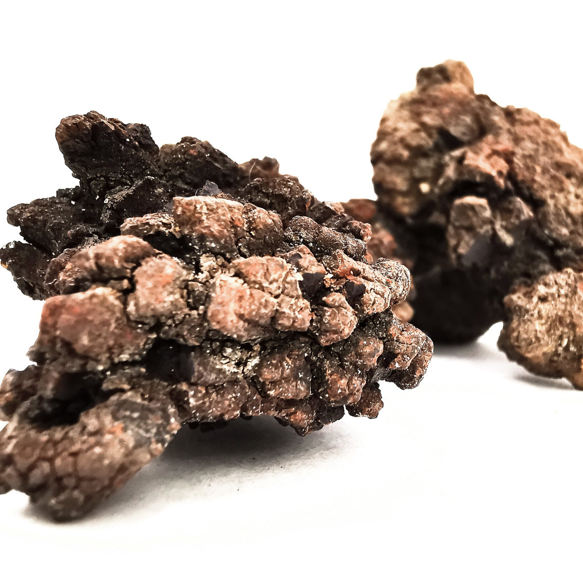 Dino Poop coprolite fossil.
