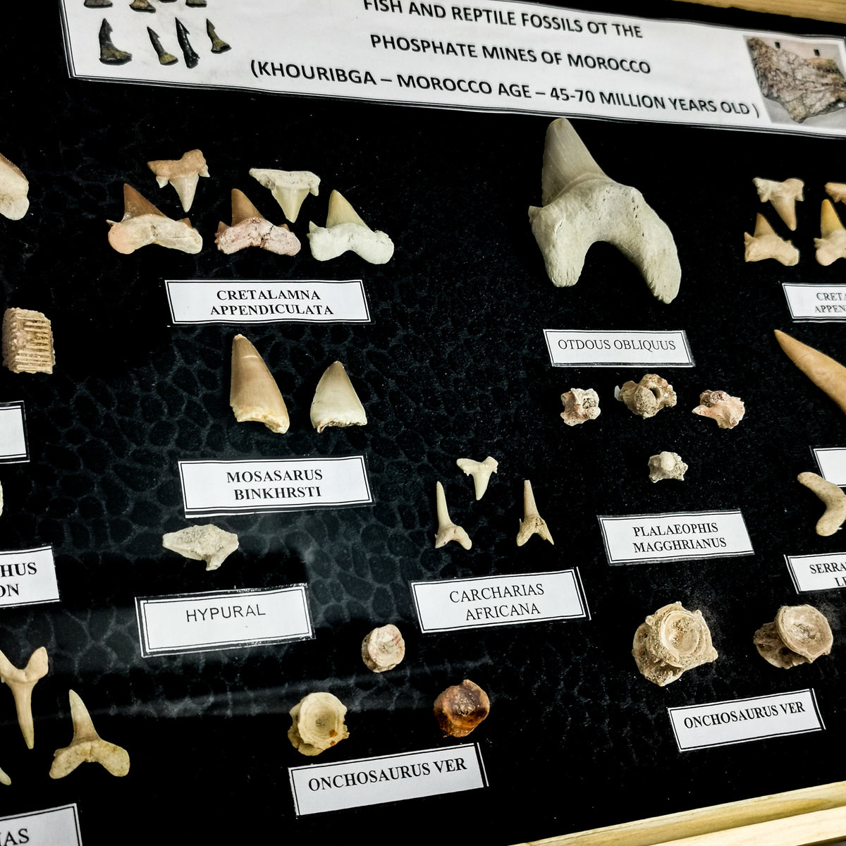 Fossil Display Set large.