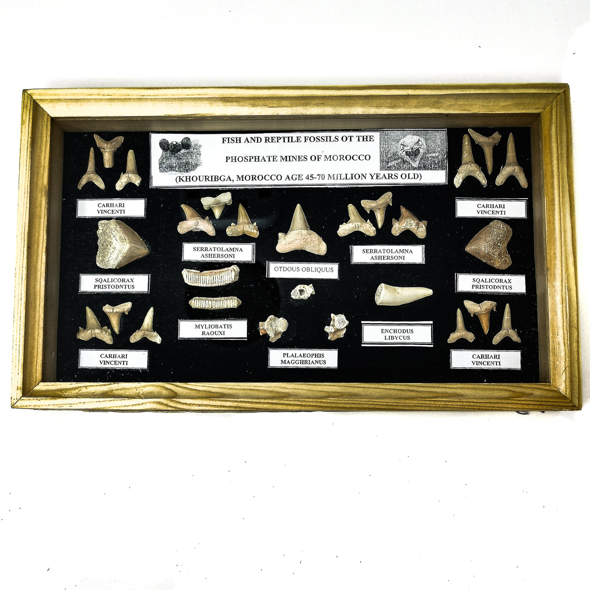 Fossil Display Set small.