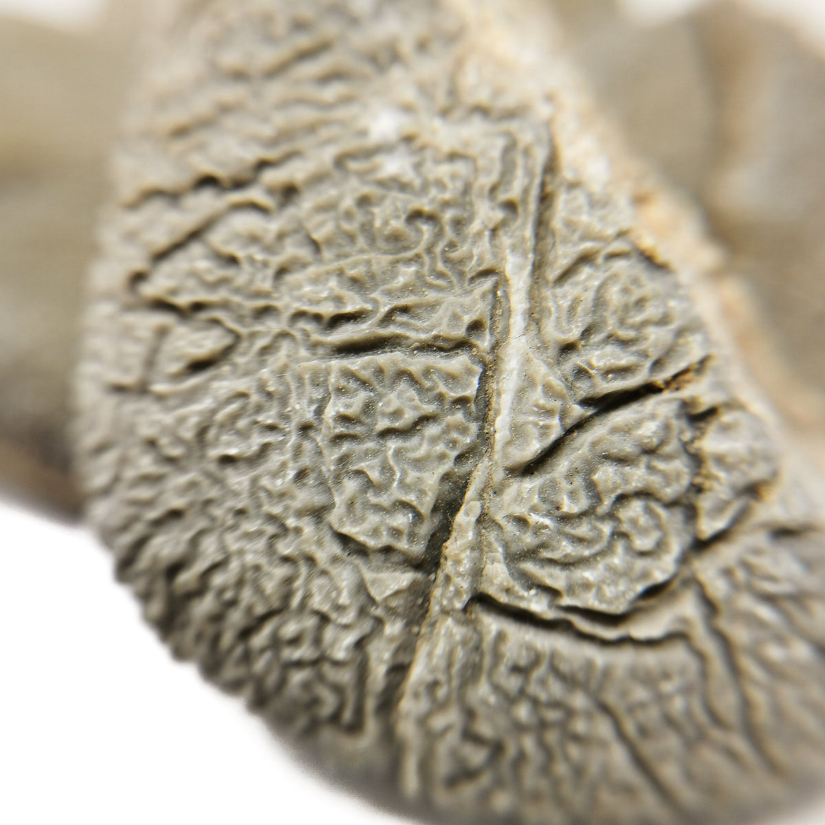 Etched limestone specimen from the USA – etched surface, close view