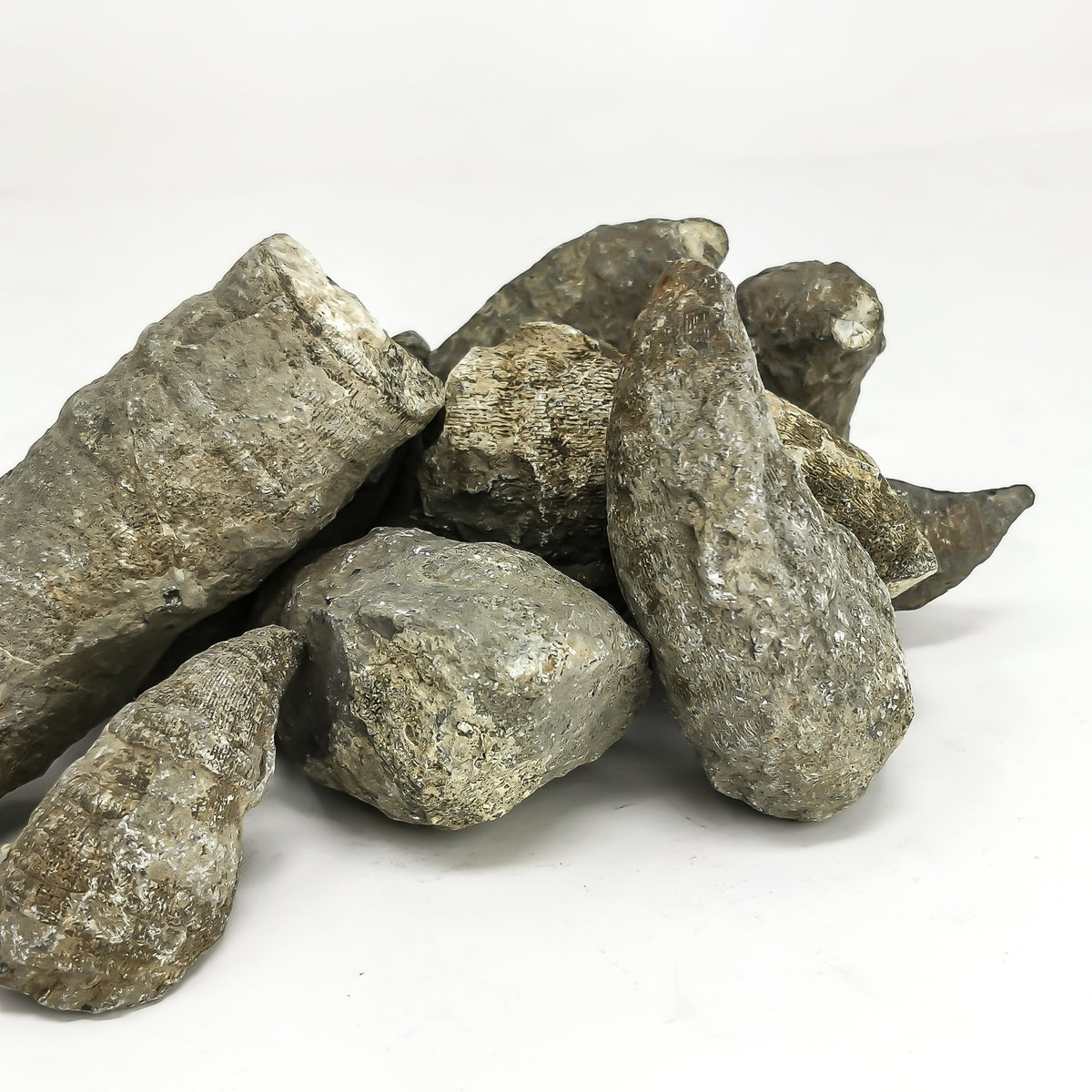 Horn Coral - Fossil