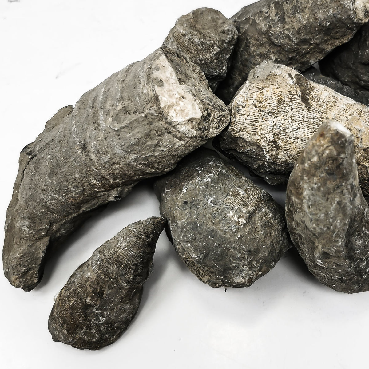 Horn Coral - Fossil