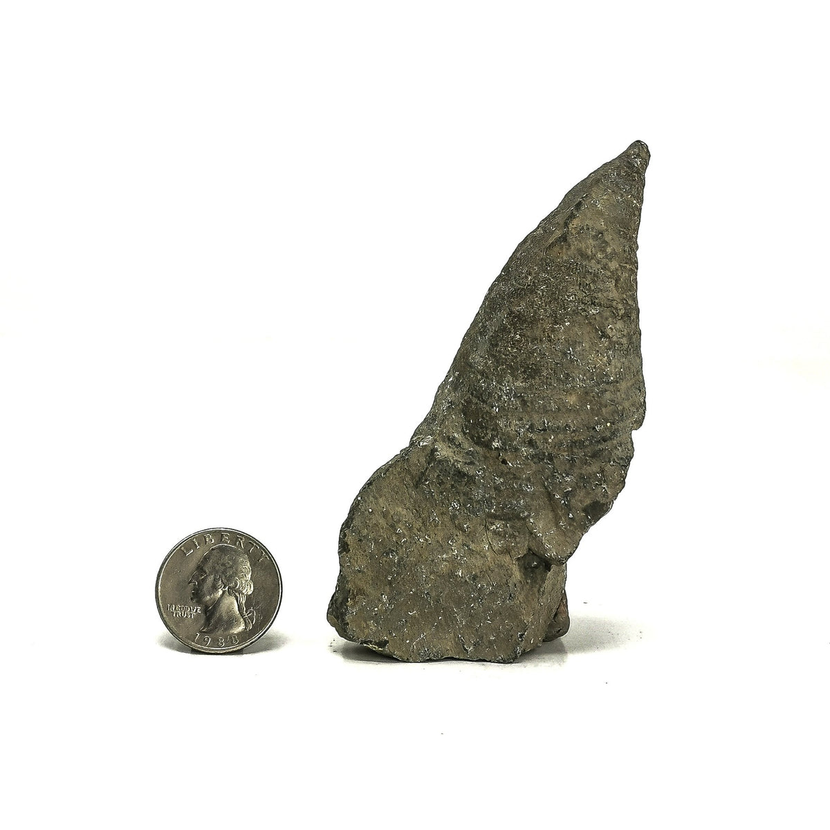 Horn Coral - Fossil