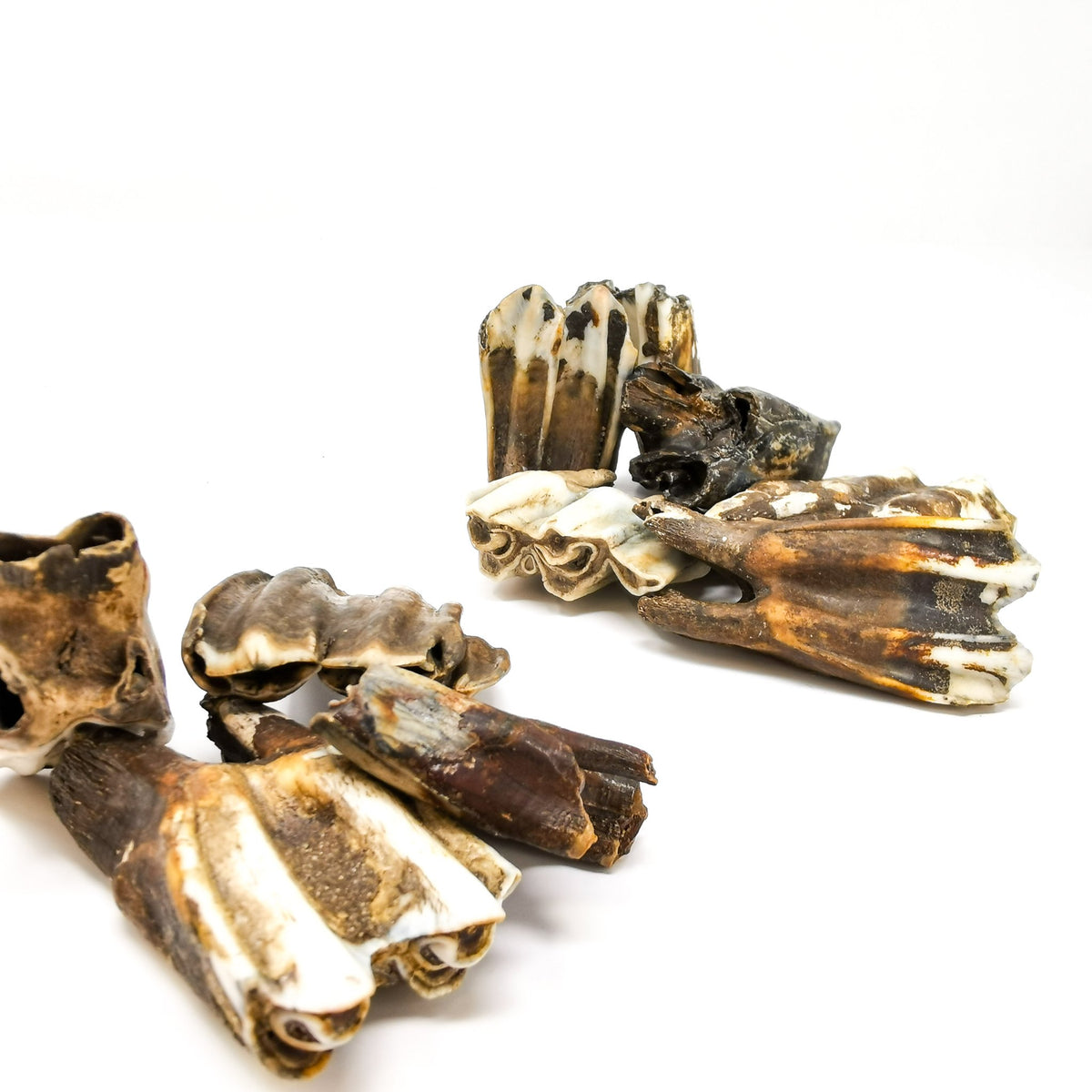Horse Tooth fossil.