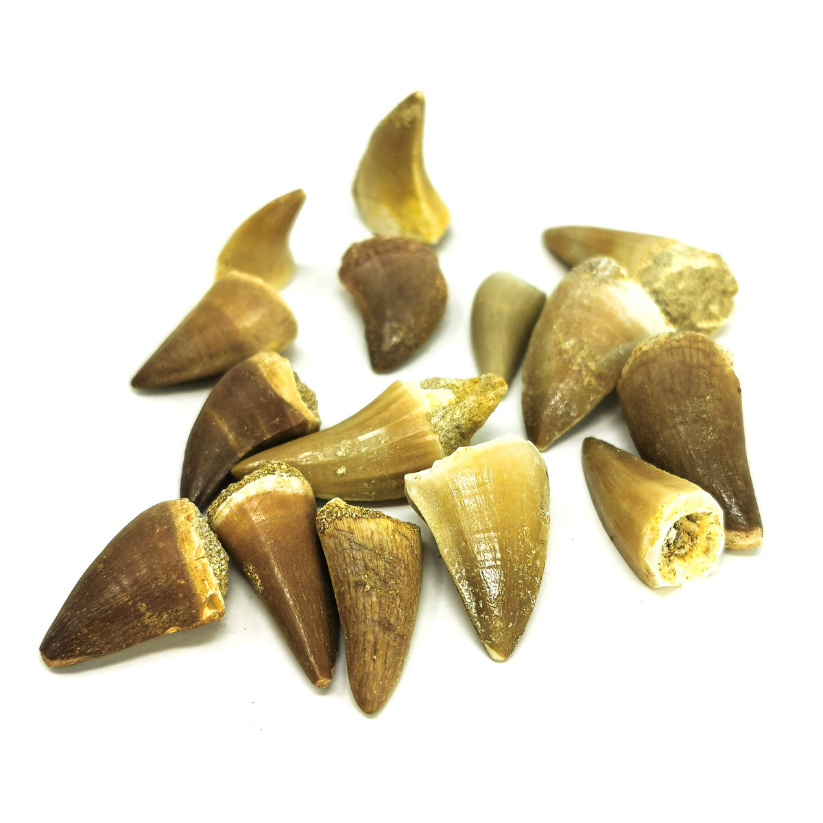Mosasaur Tooth fossil small from Oulad Abdoun Basin, Morocco.