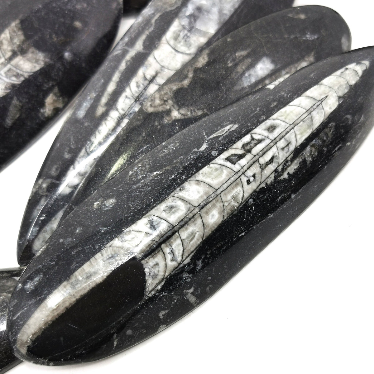 Orthoceras (Single) - Fossil - Morocco - Paleozoic and Triassic