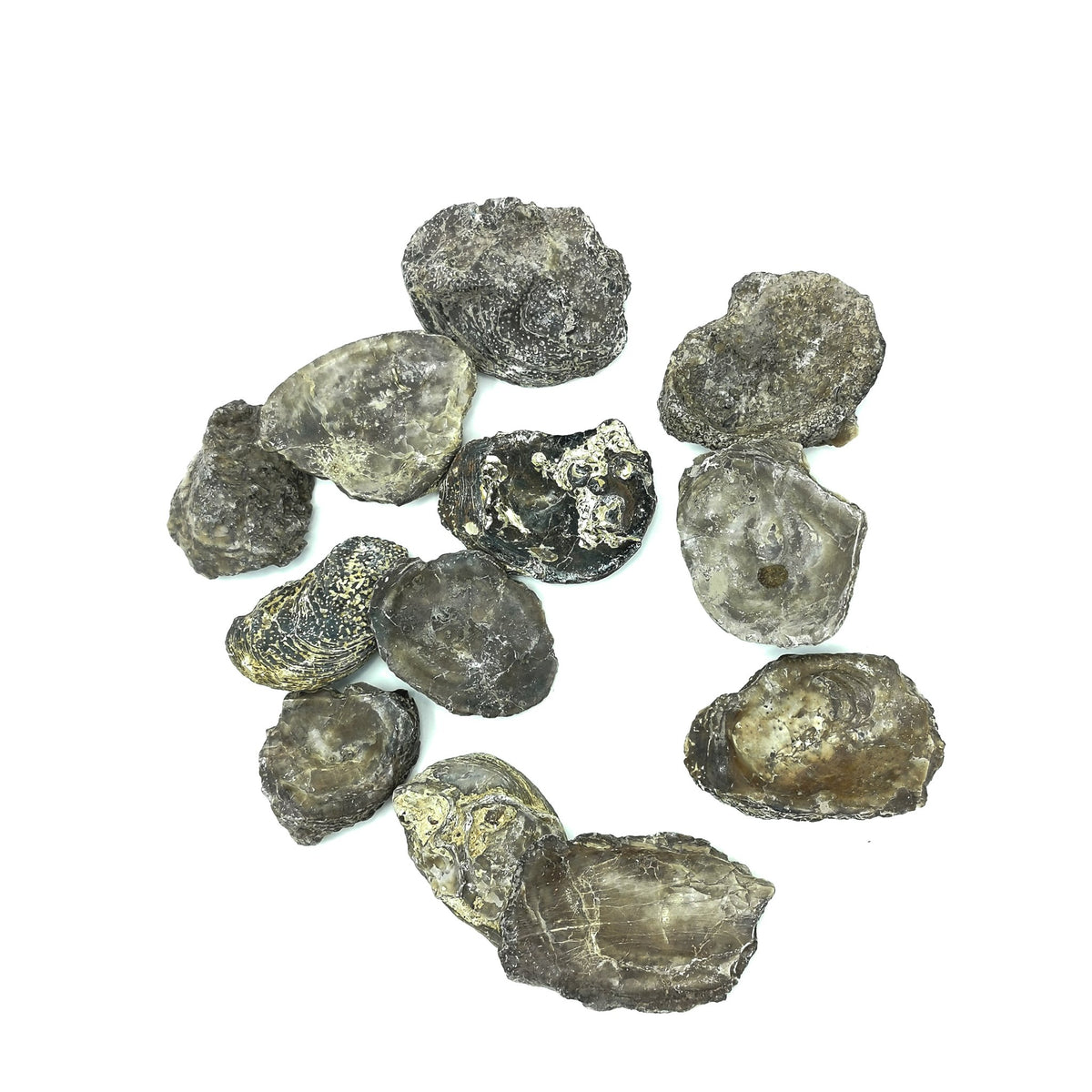 Oyster fossil from Grayson County, Texas, USA.