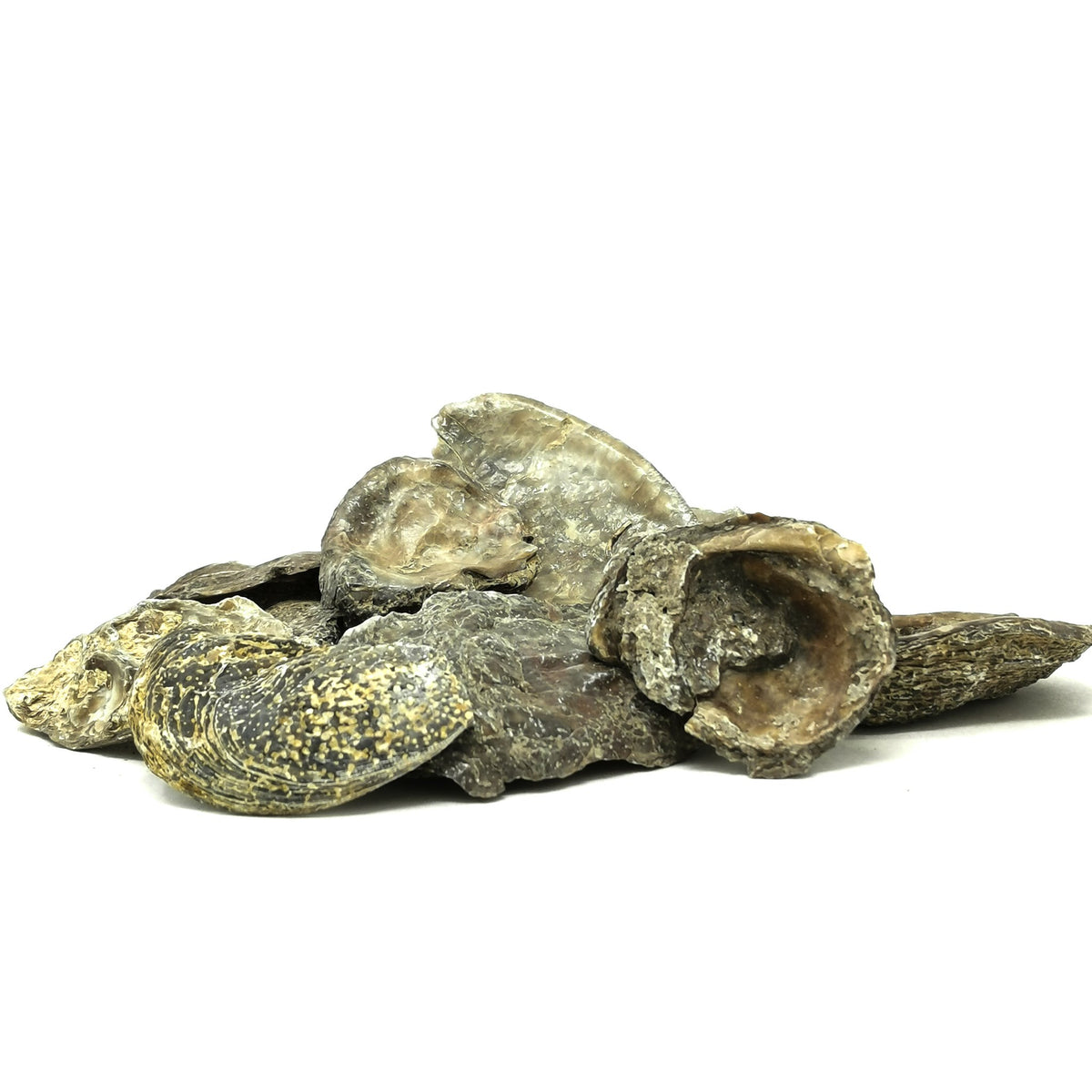 Oyster fossil from Grayson County, Texas, USA.